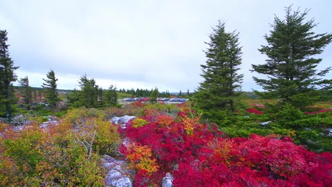 Parking lot at Bear rocks trailhead, Dolly sods in autumn, West Virginia Video stock 160215524