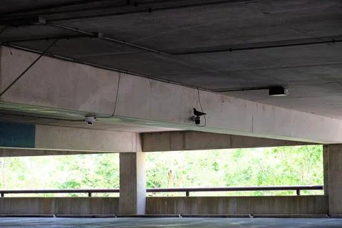 Parking Tower Security Camera Pigeon Stock Photos