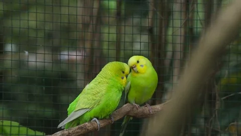Parkit - Melopsittacus Undulatus 스톡 동영상 119433394