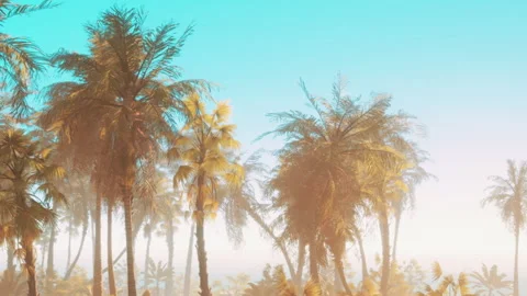 Parks with palm trees under a clear blue sky during daylight hours Vidéo 344056530