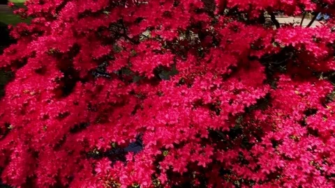 Parkview in the Hague Video stock 82680371