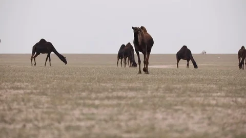 Parliment frame Stock Footage 108605570