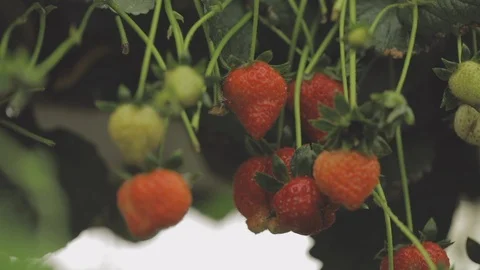 Parliment frame Stock Footage 108618617