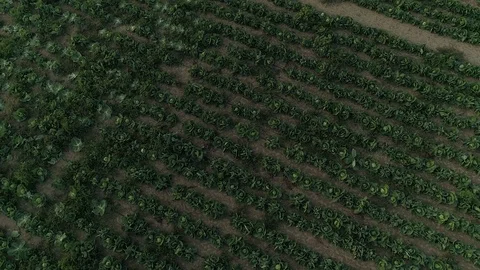 Parliment frame Stock Footage 108619369