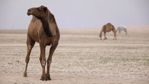 Parliment frame Stock Footage 108620066