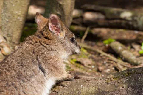 A parma wallaby Stock Photos