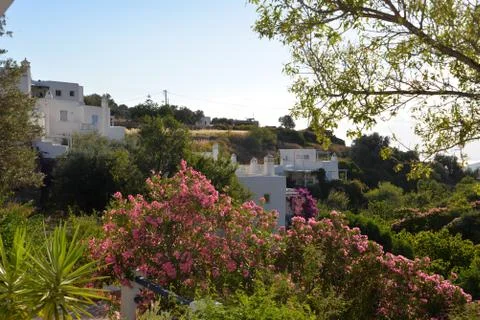 Paros Meadow Stock Photos