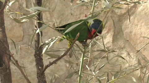 Parot on branch HD Stock Footage 109178
