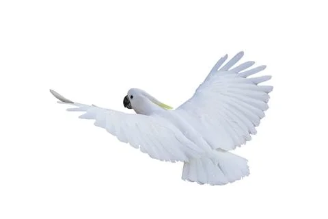 Parot Stock Photos