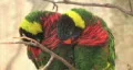 Parots two on branch close HD HD Footage