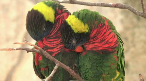 Parots two on branch close HD Stock Footage 109162