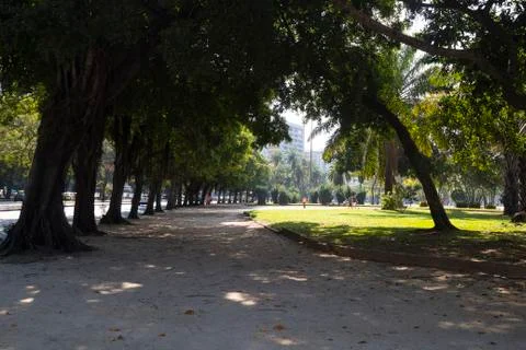 Parque com árvores sequenciais Stock Photos