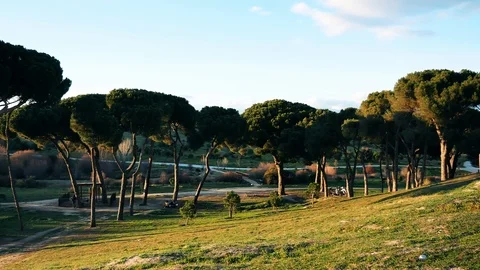 The Parque Forestal De Valdebebas in Madrid, Spain Stock Footage 124037616