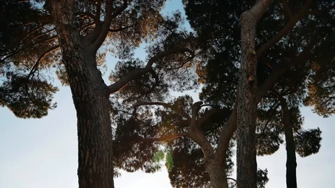 The Parque Forestal De Valdebebas in Madrid, Spain Stock Footage 124037728