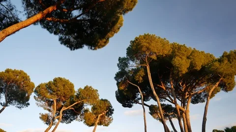 The Parque Forestal De Valdebebas in Madrid, Spain Stock Footage 124037881