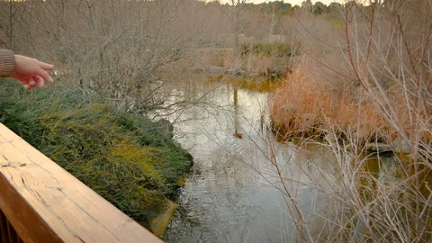 The Parque Forestal De Valdebebas in Madrid, Spain Stock Footage 124038113