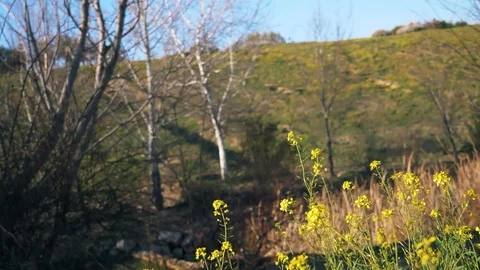 The Parque Forestal De Valdebebas in Madrid, Spain Stock Footage 124179927