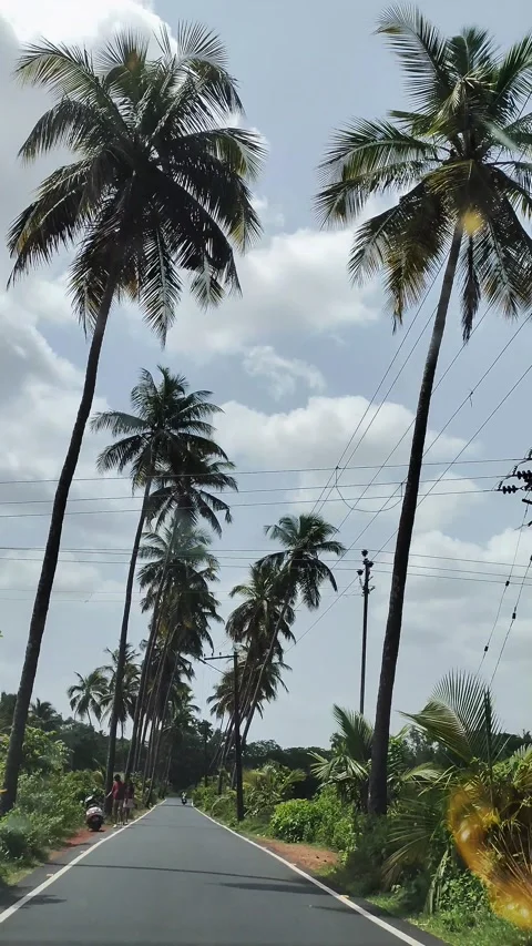 Parra Road Goa. Palm trees on road line. | Stock Video | Pond5