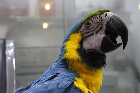 Parroat Stock Photos