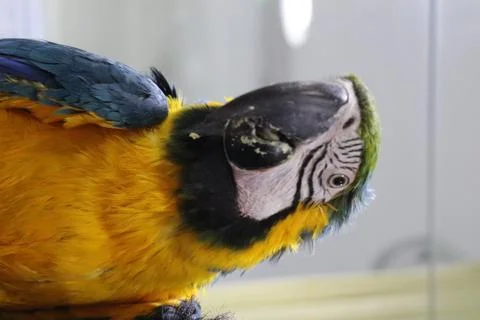 Parroat Stock Photos