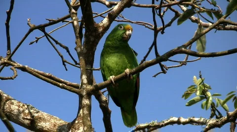 Parrot 01 Stock Footage 626493