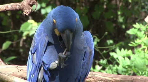 Parrot 01 R2 Stock Footage 908492