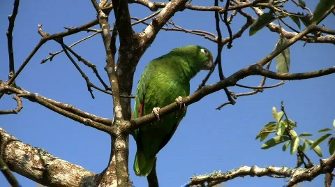 Parrot 02 Stock Footage 626735