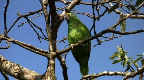 Parrot 03 Stock Footage 629965