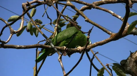 Parrot 04 Stock Footage 640365