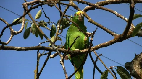 Parrot 05 Stock Footage 641801