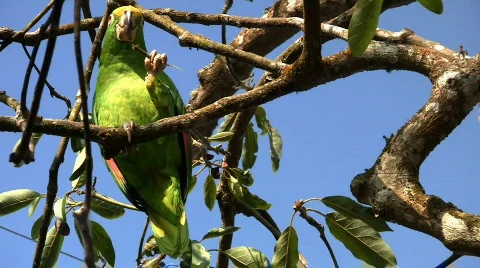 Parrot 06 Stock Footage 642445
