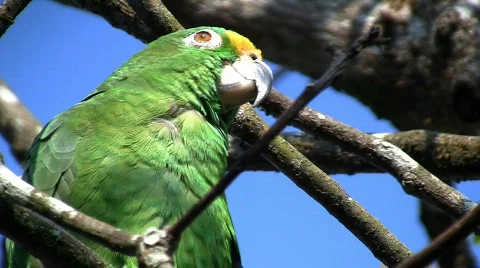 Parrot 07 Stock Footage 630082