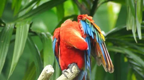 Parrot #1 스톡 동영상 10788370