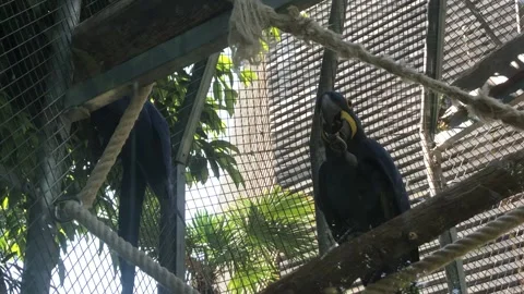 PARROT 1 Video stock 135029788