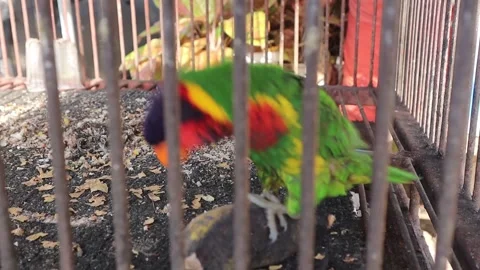 Parrot (1) Video stock 275828458
