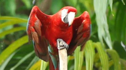 Parrot #2 스톡 동영상 10788406