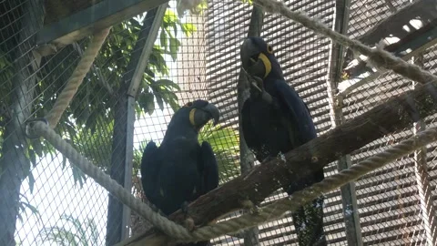 PARROT 2 Video stock 135029784