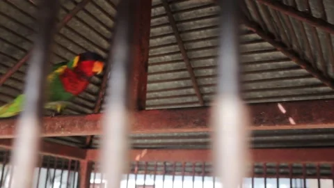 Parrot (2) Video stock 275828457