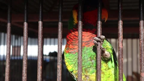 Parrot (3) Stock Footage 275828452