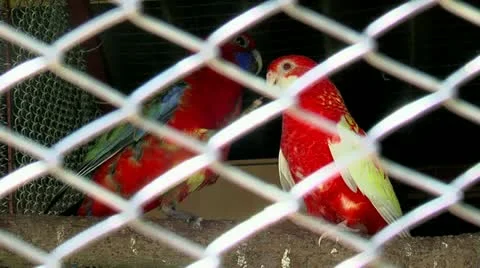 Parrot 30 fps 01 Stock Footage 11353328