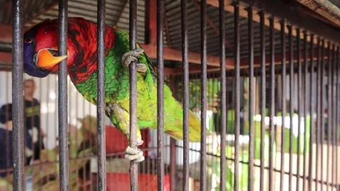 Parrot (4) Stock-Footage 275828456