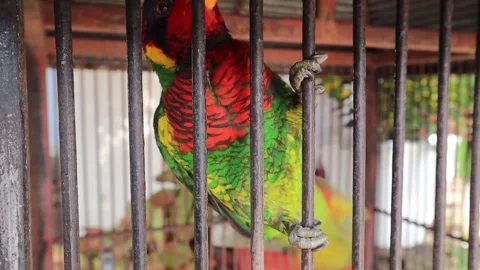 Parrot (5) Stock Footage 275828449