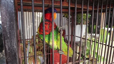 Parrot (6) Stock-Footage 275828465