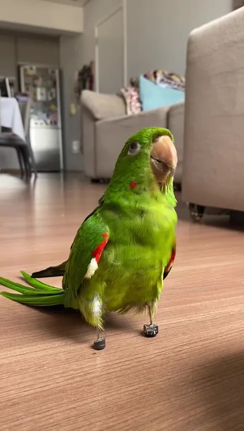 Parrot Adapts To Prosthetics Stock Footage 255304645