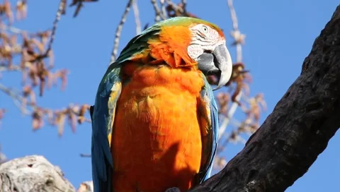 Parrot Against Blue Sky Stock Footage 2390591