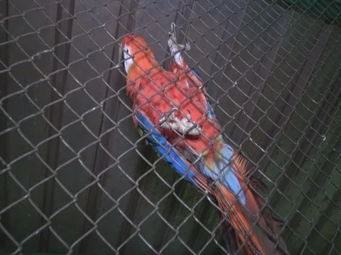 Parrot alone in wired cage  Stock Footage 71593976