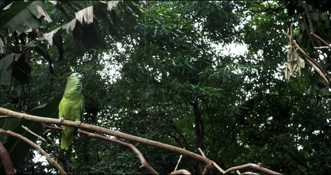 Parrot Amazon green sitting on a tree branch, isolated concept Stock Footage 125288857