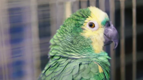 Parrot. Amazon parrot. Close-up. Stock Footage 150127722