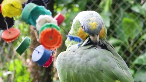 Parrot In The Amazon Rainforest Stock Footage 93995049