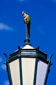 Parrot and clouds Stock Photos